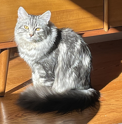 purchased cat