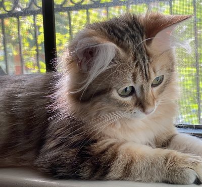 purchased cat