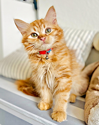 purchased cat