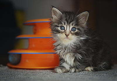 Mistys litter