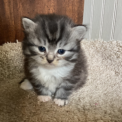 cappuccinos litter