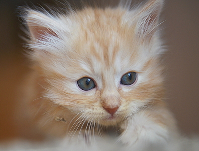 Mistys litter