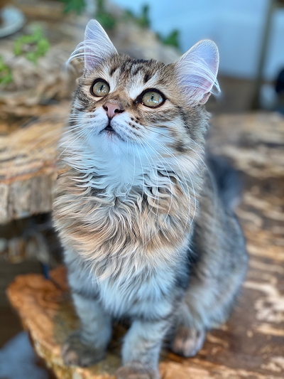 purchased cat