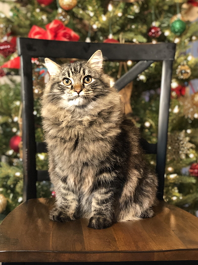 purchased cat