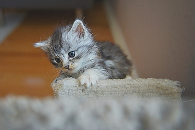 Mistys litter